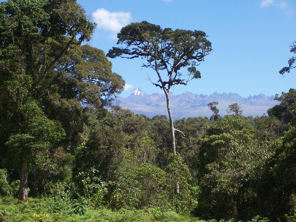 Castle Forest Lodge Mount Kenya National Park Exterior photo